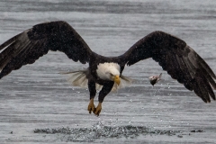 eagle-and-flying-fish-web