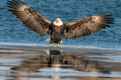 bald eagle iowa reflections ice water