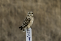 short horned owl