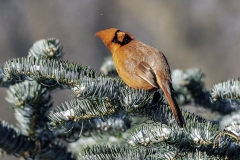 cardinal bird birds Iowa winter nature wildlife