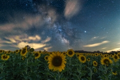 sunflower milky way