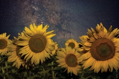 Milky Way sunflowers Iowa