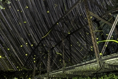 Wagon Wheel Bridge star trail lightning bugs