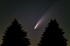 Neowise comet tree night sky