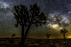 Joshua Tree  desert  milky way