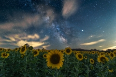 sunflower milkyway Iowa