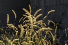 foxtail grass