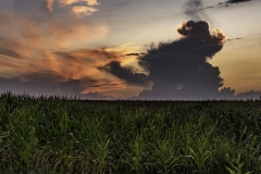 Iowa cornfield sunset