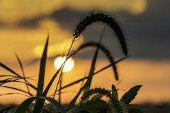 foxtail sunset