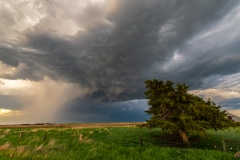 Leaning tree Kansas sky thunderstorm supercell