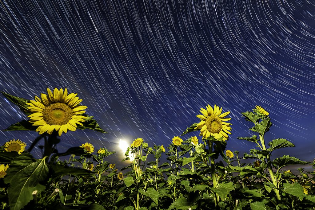 Iowa sunflower field star trail private workshops