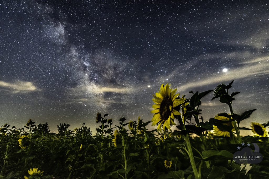 milky way sunflowers field Badger Creek State Park