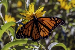 Monarch butterfly Iowa nature