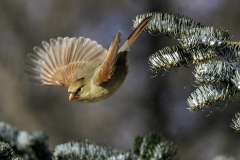 cardinal bird birds Iowa winter nature wildlife