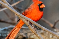 cardinal Iowa birds