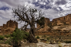 dying Utah Juniper Tree
