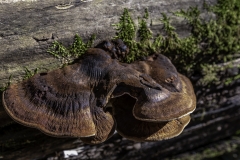 fungi log Iowa