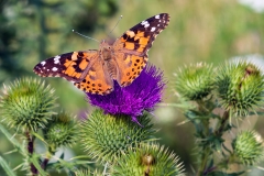 painted lady thistle Iowa butterfly