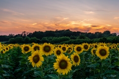 sunflower sunset Iowa