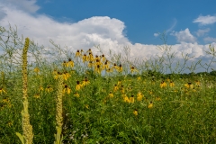 big-creek-flowers-and-clouds-web
