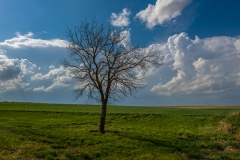 tree sky